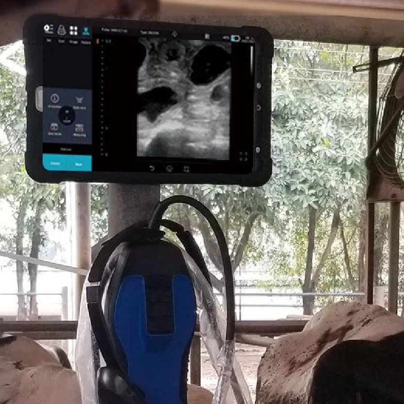 BMV Ecógrafo portátil BestScan S5 PLUS c/transductor rectal lineal -  Innovación Ganadera SAC